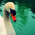 Swan